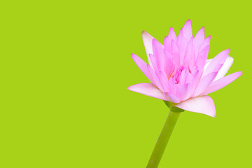 Beautiful pink water lily. Lotus flower on green background.