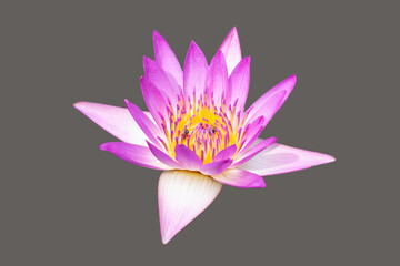 Beautiful pink water lily. Lotus flower on dark background.