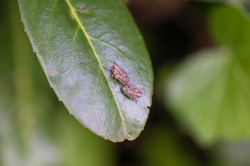 Issus coleoptratus - Common issid planthopper - Isside commun - Cigale bossue