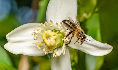 bee at the moment of taking flight from the orange blossom of the orange tree © C P