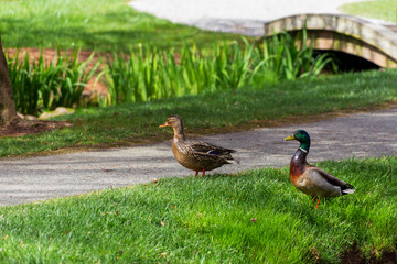 Male and female mallard ducks crossing the path in the garden.