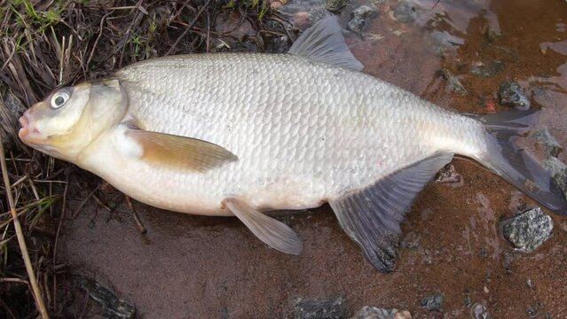 An enviable trophy of a fisherman with a fishing rod in a European river. Caspian bream (Abramis brama orientalis). The fisheye lens is used
