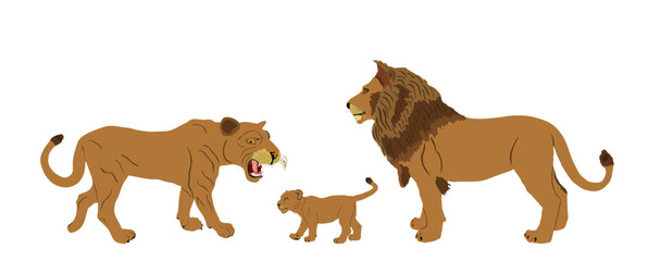 Lion family vector illustration isolated on white background. Lioness with baby calf cub and lion male. Animal king. Big cat. Pride of Africa. Leo zodiac symbol. Wildlife predator. African big five.