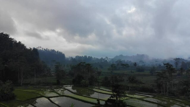 drone fly over misty rice field in the morning in Northern Bali