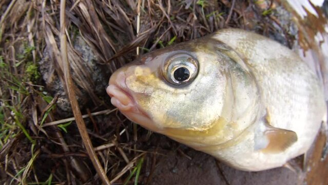 An enviable trophy of a fisherman with a fishing rod in a European river. Caspian bream (Abramis brama orientalis). The fisheye lens is used