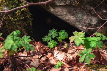 Beautiful vibrant green plants coming out of a hole under the rock.