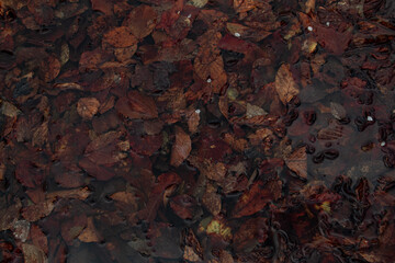 Leaves in the water on the ground. Leaves texture.