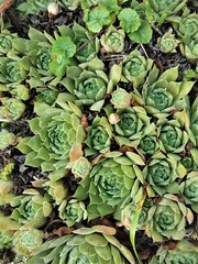 Macro photo of a saxifrage plant with green pointed leaves. The photo was taken in close-up on a garden plot on a sunny summer day. It can be used as a beautiful bright background or thematic image.