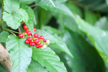  Bloodberry (Rivina humilis)