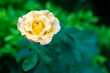 yellow rose with leaves