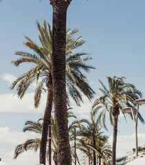 image of plants and palm trees