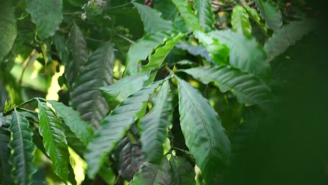 The leaves of coffee on the tree