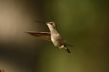 Fototapeta na wymiar Black-chinned Hummingbird female