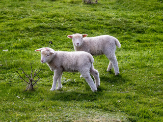 Obraz premium Two small sheep on green grass in a field, Farming industry. Funny cute animals in nature scene.