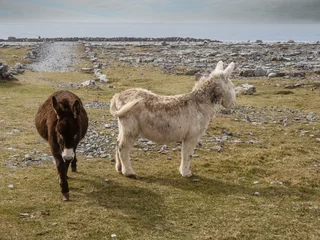 Tuinposter Two cute donkey in a field, rough stone terrain of Aran island in the background, county Galway, Ireland. Warm sunny day, cloudy sky. Stone fences in the background. © mark_gusev