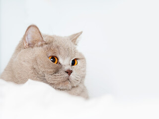 Portrait of cute British short hair cat. Home pet. Cute animal face.