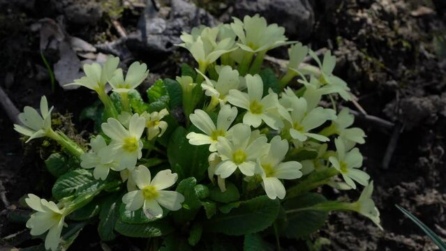 Common Primrose in natural ambient (Primula vulgaris)- (4K)