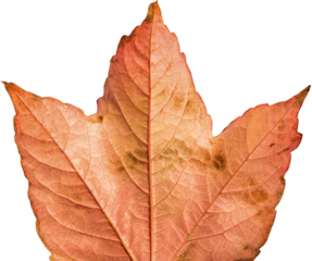 Close-up of dried brown leaf