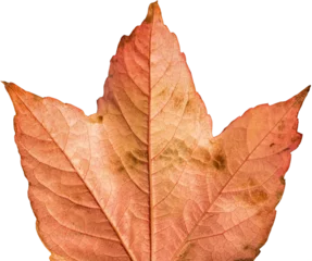 Gordijnen Close-up of dried brown leaf © vectorfusionart