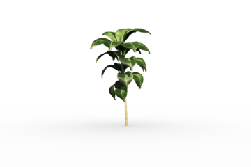 Little green seedling with leaves growing