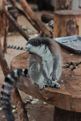 Portrait of a cute lemur from the zoo