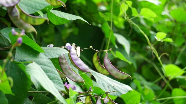 Lablab purpureus (Also called kacang kara, kacang biduk, kacang bado, kacang komak) on the tree