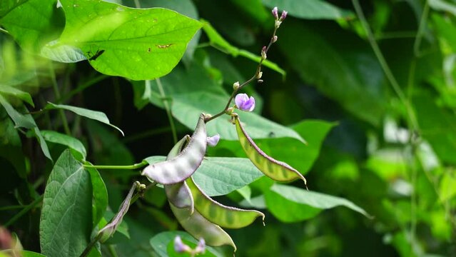 Lablab purpureus (Also called kacang kara, kacang biduk, kacang bado, kacang komak) on the tree