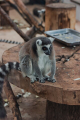 Portrait of a cute lemur from the zoo
