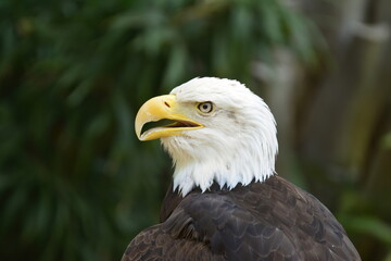 Obraz premium Bald Eagle portrait