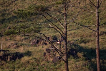 the dazzling beauty of the mountains on a sunny morning