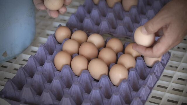 Brown chicken eggs are carefully being distributed onto its cartoon package.