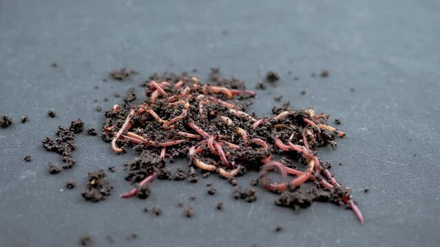 Close up Crawling Red Earthworms in Black Soil Isolated on Black Background. Slow motion. A group of wriggling earthworms in wet compost. Fishing worms. Red worms Dendrobaena. Loosening fertile soil.