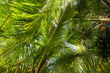 Obraz na płótnie Canvas palm trees tropical greenery background
