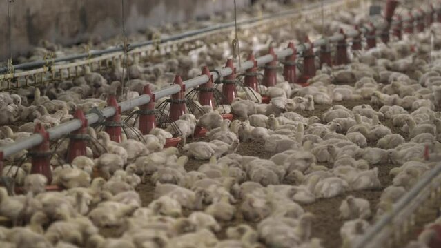 Young chickens/broilers are growing and fed in a poultry plant.