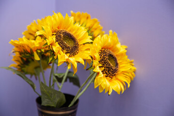 Obraz premium sunflowers are in a vase with a purple background
