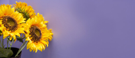 Obraz premium sunflowers are in a vase with a purple background