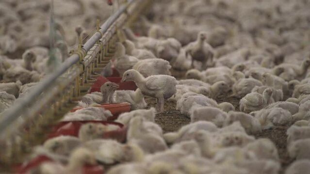 Young chickens/broilers are growing and fed in a poultry plant.