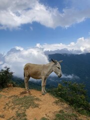Gray donkey in the blue and cloudy landscape 