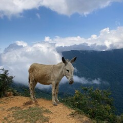 donkey in the mountains
