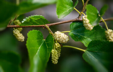 Ripe white mulberries on a branch with leaves in the garden.