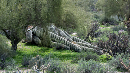 A dead saguaro on the ground in Arizona