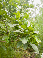 leaves in the garden