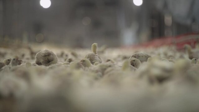 Young chickens/broilers are growing and fed in a poultry plant.