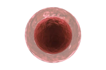 Fototapeten Human egg on white background © vectorfusionart