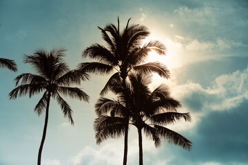 Fototapeta na wymiar Palm trees and beautiful sunset sky 