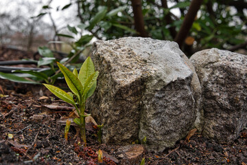 a young plant growing in the spring from the ground next to a stone