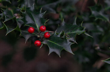 holly or illex with red fruits and dark green leaves