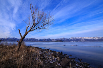 晴れた日の冬の湖畔の葉の無い木。日本の北海道の屈斜路湖。