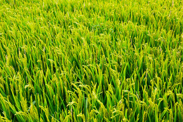 Obraz premium Picture of rgreen ice field in summer summer day, Spain