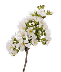 Cherry branch in flowers